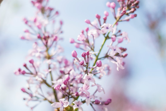 紫丁香花