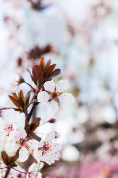 紫叶李子花