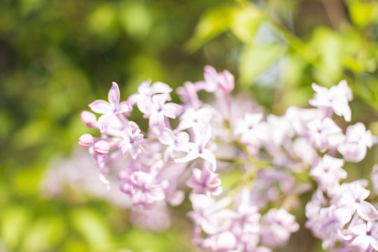 丁香花