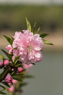 桃花