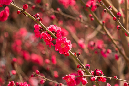 樱花