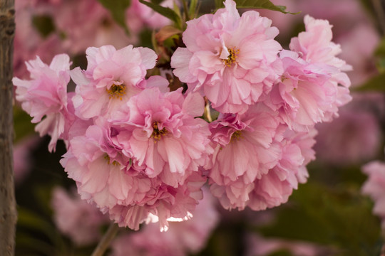 櫻花