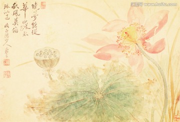 芙蓉花草水墨国画 恽南田高清扫