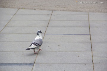 鸽子