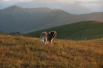 山坡上的大狗