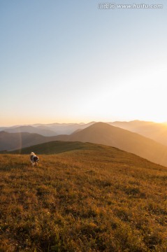 清晨山顶遛狗