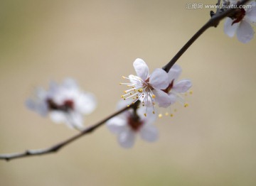 杏花