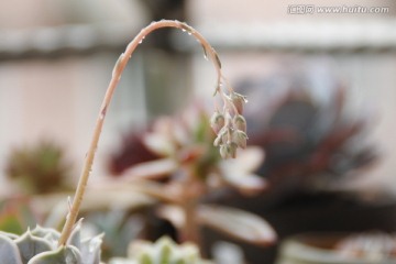 多肉植物