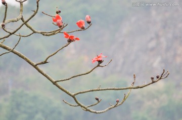 木棉花 英雄花