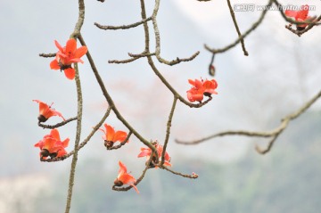 木棉花 英雄花