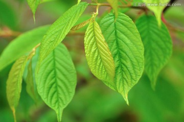 樱花树叶