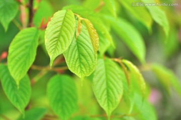 樱花树叶