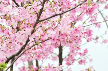 日本豆樱 樱花