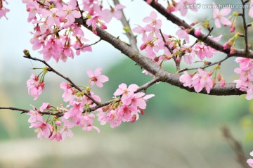 日本豆樱 樱花