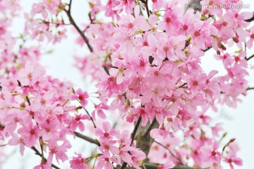 日本豆樱 樱花