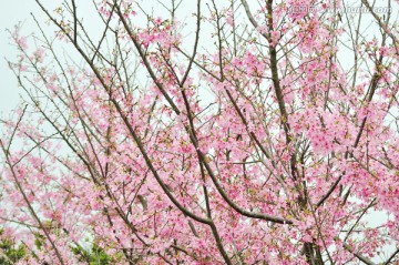 日本豆樱 樱花