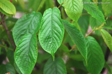 樱花树叶