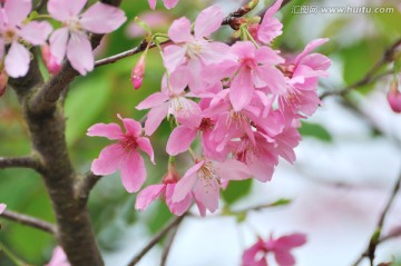 日本豆樱 樱花