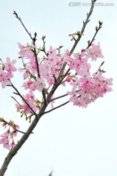 日本豆樱 樱花