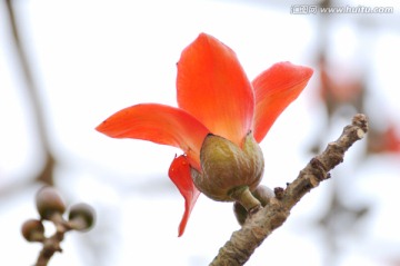 木棉花 英雄花