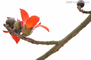 木棉花 英雄花