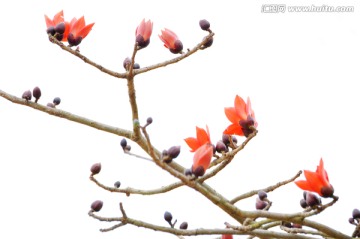 木棉花 英雄花