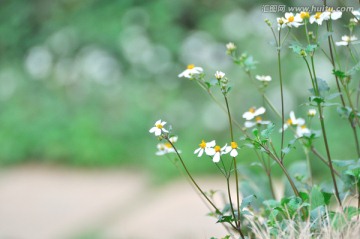 鬼针草