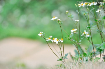 鬼针草