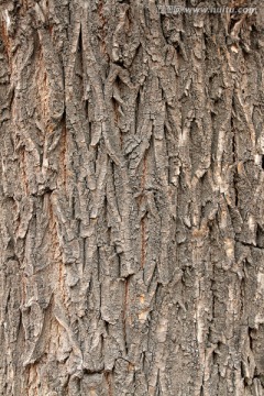 树皮 纹理 树干 怪树 肌理