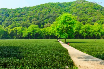 茶山