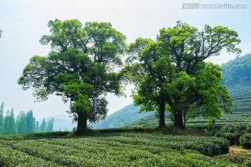 老树 古树 大树