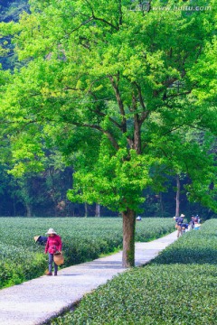 杭州梅家坞