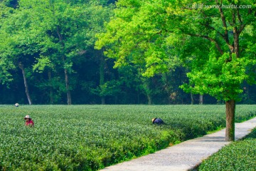 梅家坞茶场