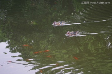 鸳鸯戏水