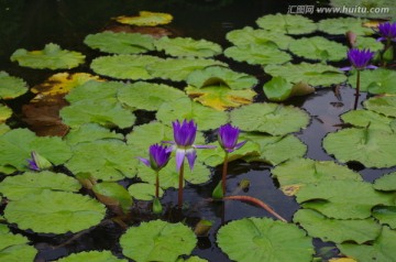 蓝色的莲花