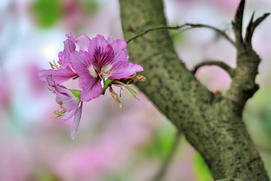 紫荆花