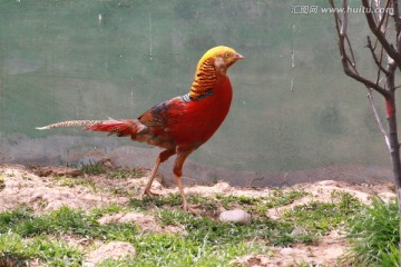 锦鸡