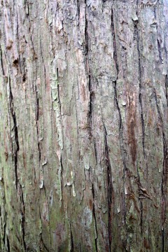 杉树树皮
