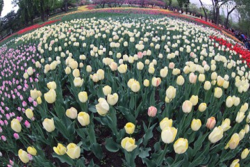 郁金香花海