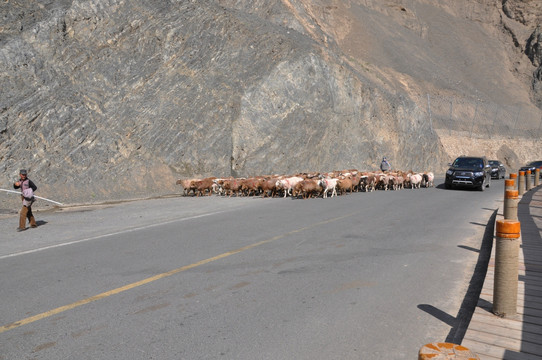天山大峡谷公路上的牧羊人 羊群