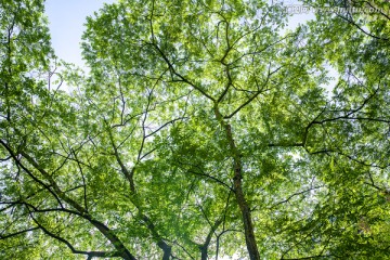 绿植叶