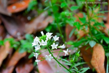 小白野花