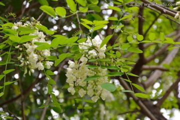 槐花 洋槐