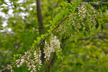 槐花 洋槐