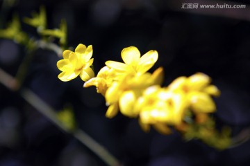 黄荆花