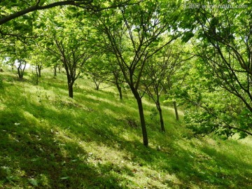 大山里 有片板栗树林