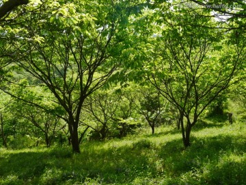 大山里 有片板栗树林