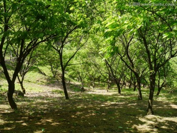 山坡上的板栗树林