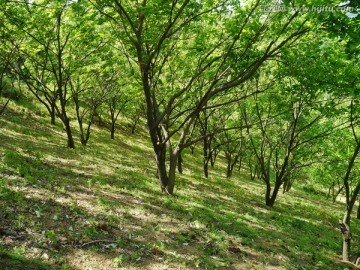 春天的板栗树林