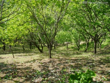 山坡上的板栗树林